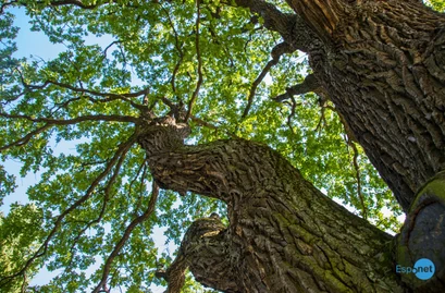 Árvores mais antigas do mundo abrigam uma das redes de biodiversidade mais complexas, descobrem cientistas