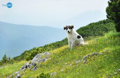 Emocionante: Dono leva seu cachorro doente para um último passeio