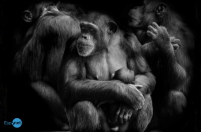 Algumas mães chimpanzés carregam seus filhotes mortos por meses