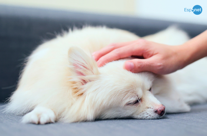 O dilema de prolongar a vida dos pets: 'Foi por amor que decidimos deixar nossa cachorrinha partir'