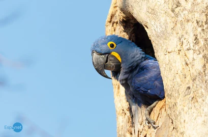 Quaest: 83% dos brasileiros consideram que sociedade precisa dar mais atenção aos animais silvestres