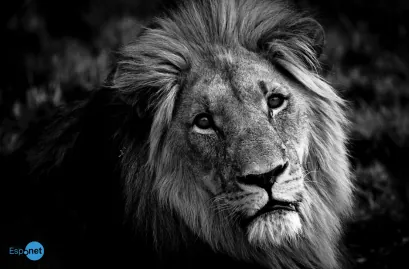 O homem que morreu ao ser atacado por leão que criava no quintal de casa